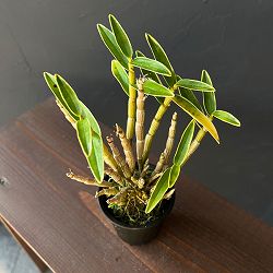 チョウセイラン（長生蘭）：白輪　2.5号ポット