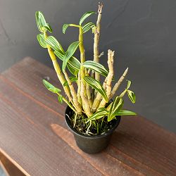 チョウセイラン（長生蘭）：南京丸　2.5号ポット