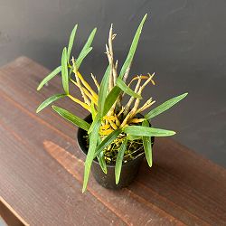 チョウセイラン（長生蘭）：草笛　2.5号ポット