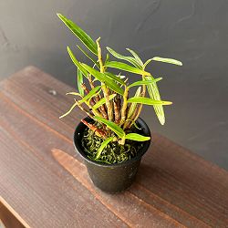 チョウセイラン（長生蘭）：夢殿　2.5号ポット