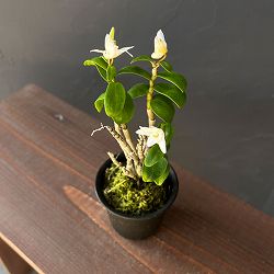 チョウセイラン（長生蘭）：雅宝丸　2.5号ポット