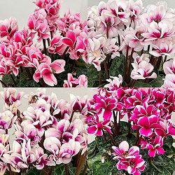 シクラメン：チモ ピコティ（花色いろいろ）12cmポット／タンブラーポット（底面給水鉢）付き【ツリー】