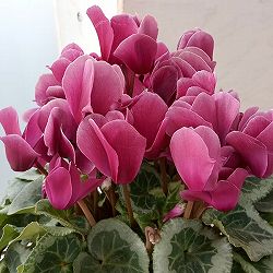 シクラメン：エレガントレディ4号鉢