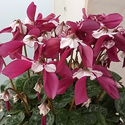 シクラメン：エレガントレディ ワーリー4号鉢