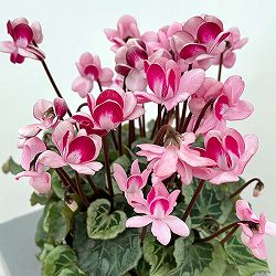 シクラメン：ララシリーズ チェリー4号鉢