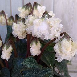 シクラメン：スワン ホワイト4号鉢