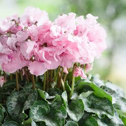 シクラメン：アンシャンテ4号鉢*