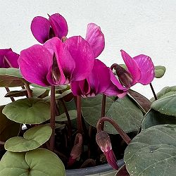 シクラメン（原種系）：コウム　クーミー　グリーンリーフ　ピンク系3号ポット