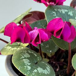 シクラメン（原種系）：コウム　クーミー　ピンク系3号ポット