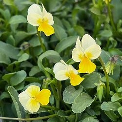 ビオラ：ロカハーツ　マイクロレモン3.5号ポット