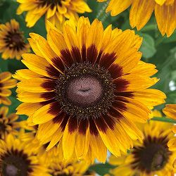 [26年3月中下旬予約]ルドベキア：ソレリア　イエローアイ3.5号ポット