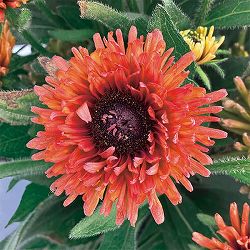 [26年3月中下旬予約]ルドベキア：ソレリア　オレンジダブル3.5号ポット