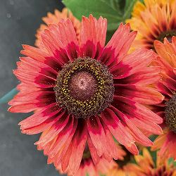 [26年3月中下旬予約]ルドベキア：ソレリア　ベルベットアイ3.5号ポット