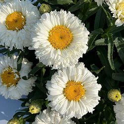 [26年3月中下旬予約]レウカンセマム：スフレエッグ　ホワイト3.5号ポット