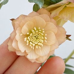 [26年1月中下旬予約]クリスマスローズ：*あんず小鞠5号鉢