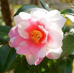 ハルサザンカ（山茶花）：絞り笑顔（シボリエガオ）4.5号ポット[1～3月頃開花　サザンカと椿の交配種]