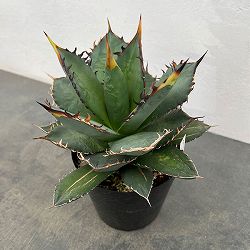 アガベ：チタノタ　5号25-01