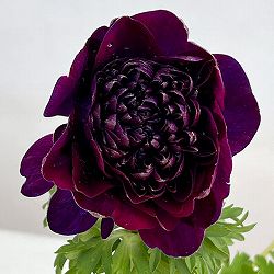 八重咲きアネモネ：オーロラ　バーガンディ3.5号ポット