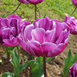 チューリップ：ブルーダイヤモンド3球入り（DE）（早咲き）