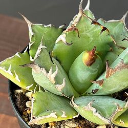 アガベ：チタノタ　姫巌竜　3号鉢植え*