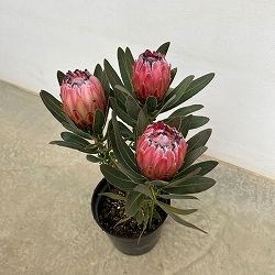 プロテア：オーストラリスピンク　7号鉢植え25-05