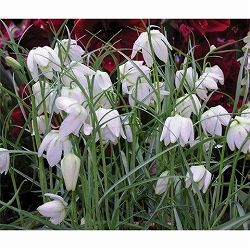 フリチラリア（ミニ）：メレアグリス アルバ 2球セット