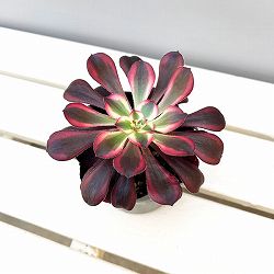 アエオニウム：シャネル　3.5号ポット