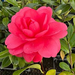 椿（ツバキ）：玉菊　4号ポット