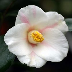 椿（ツバキ）：秋一番　4号ポット