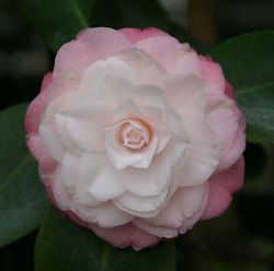 椿（ツバキ）：ベビーパール　4号ポット