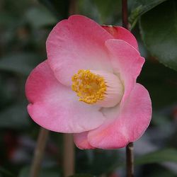 椿（ツバキ）：サニーサイド　4号ポット