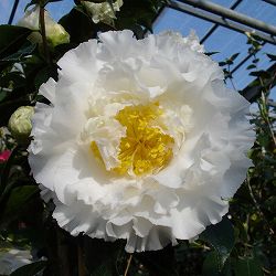 椿（ツバキ）：エレガンスシャンペン　4号ポット