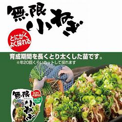 [26年4月上旬予約]無限小ねぎ3号ポット6ポットセット