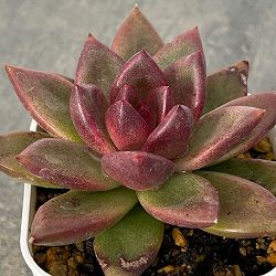 エケベリア：パープルローズ　2.5号ポット