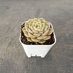 エケベリア：オンスロー  2.5号硬質ポット