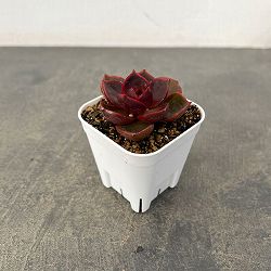 エケベリア：トラフィックライト　2.5号ポット