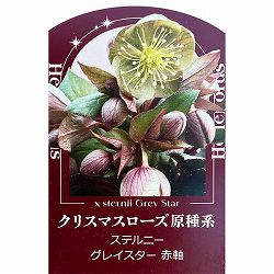 クリスマスローズ（原種系）：ステルニー　グレイスター（赤軸）3.5号ポット