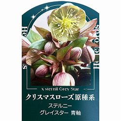 クリスマスローズ（原種系）：ステルニー　グレイスター（青軸）3.5号ポット