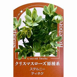 クリスマスローズ（原種系）：ステルニー　ティネケ3.5号ポット