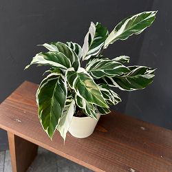 カラテア：ホワイトフュージョン　4号入り