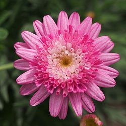 マーガレット：スゥイートピンク5号鉢植え