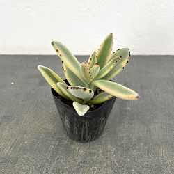 カランコエ：ツキトジニシキ（月兎耳錦）2.5号ポット