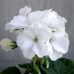 ゼラニウム：ピントプレミアム ホワイト5号鉢植え