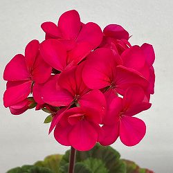 ゼラニウム：ピントプレミアム ディープスカーレット5号鉢植え