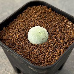 コノフィツム：カリキュラス（玉翡翠）　2.5号ポット