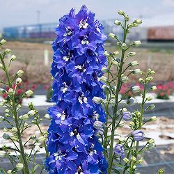 [26年3月中下旬予約]デルフィニウム：マリンソルベ　ブルー3.5号ポット