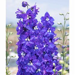 [26年3月中下旬予約]デルフィニウム：マリンソルベ　パープルブルー3.5号ポット