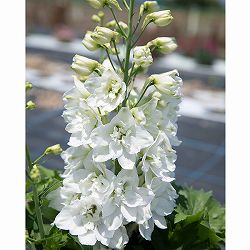 [26年3月中下旬予約]デルフィニウム：マリンソルベ　ホワイト3.5号ポット