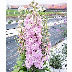 [26年3月中下旬予約]デルフィニウム：マリンソルベ　ラベンダーピンク3.5号ポット