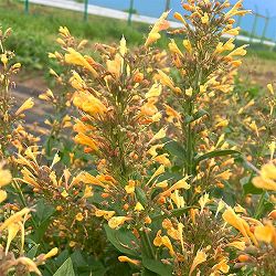 [26年3月中下旬予約]アガスターシェ：アロマブーケ オレンジ